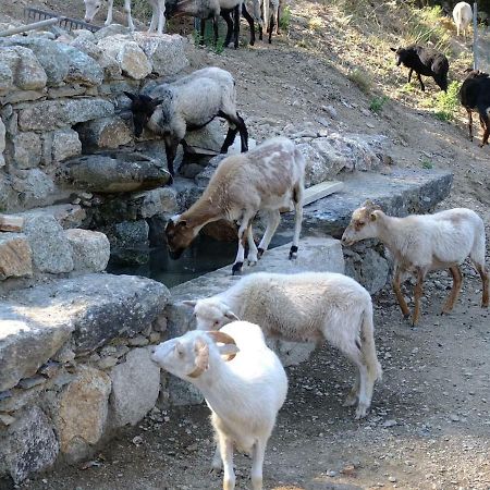 מלון Omessa Les Bergeries "Le Figuier" מראה חיצוני תמונה